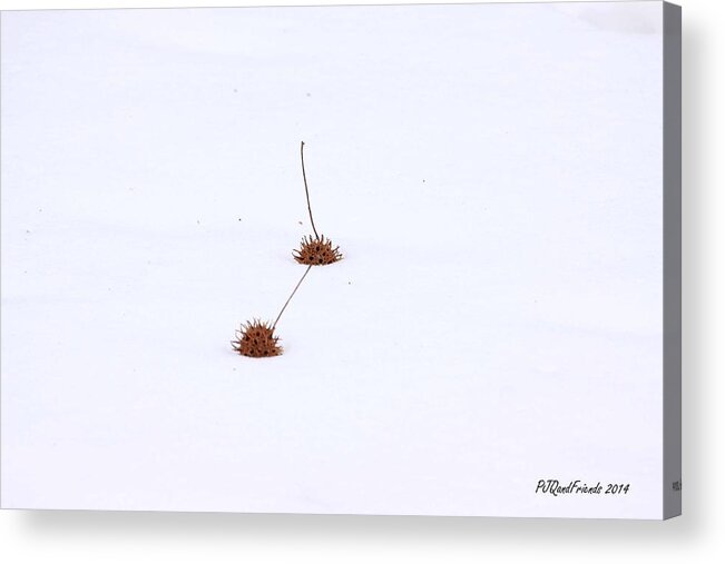 Gumballs In Snow Acrylic Print featuring the photograph Gumballs in Snow by PJQandFriends Photography