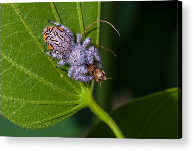 White Acrylic Print featuring the photograph Hairy White Spider Eating A Bug by Craig Lapsley