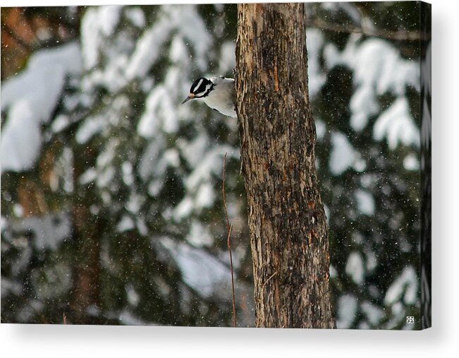 Woodpecker Acrylic Print featuring the photograph Hairy Woodpecker by John Meader