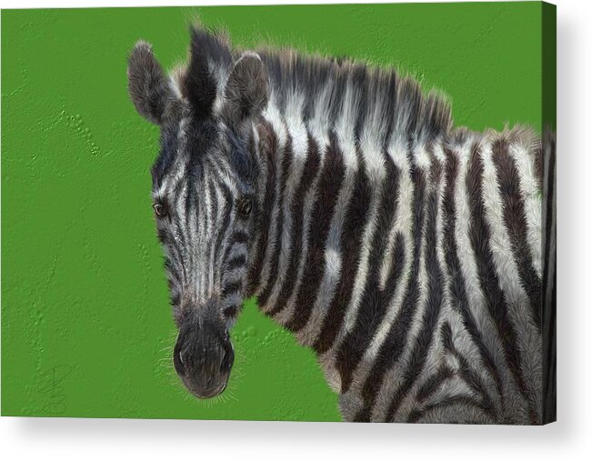 Zebra Acrylic Print featuring the digital art Hairy zebra by Debra Baldwin