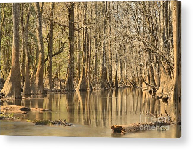 Congaree National Park Acrylic Print featuring the photograph Hall Of Cypress by Adam Jewell