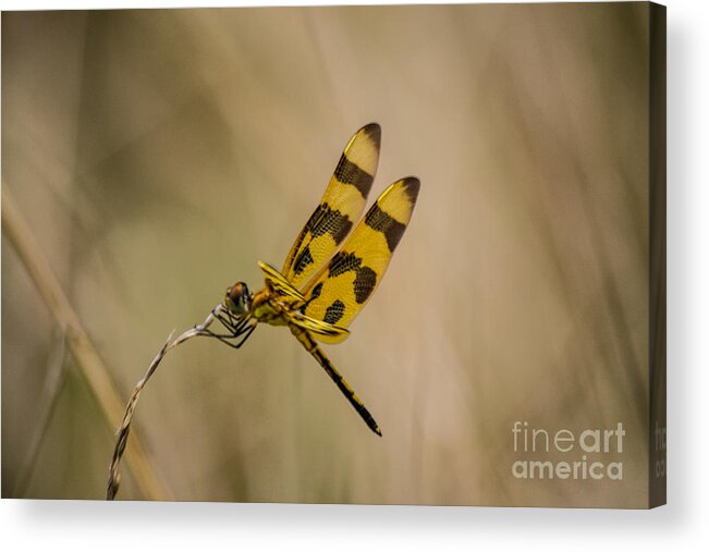 Halloween Acrylic Print featuring the photograph Halloween Pennant Dragonfly by Angela DeFrias