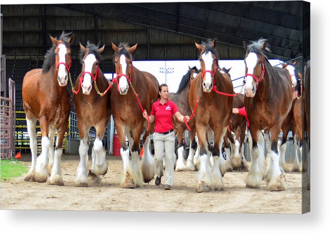 Budweiser Clydesdales Acrylic Print featuring the photograph Handful by Michelle Randolph