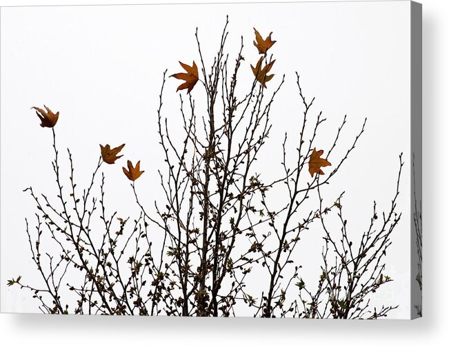 Tree Acrylic Print featuring the photograph Hangers On by Dan Holm