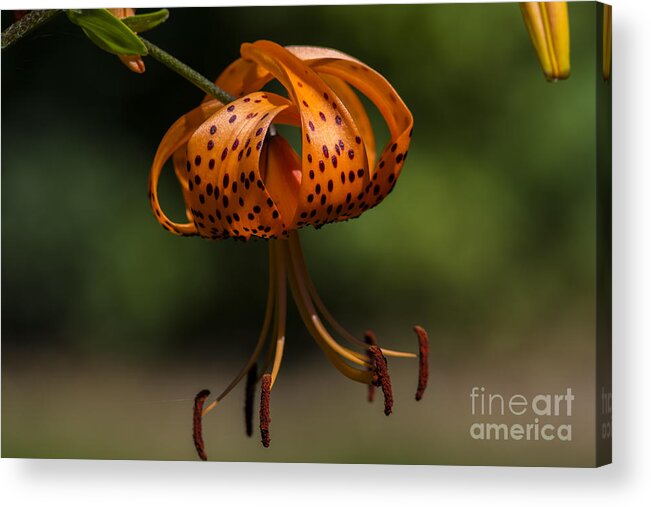 Flickr Explore Images Tiger Lilly Acrylic Print featuring the photograph Hanging By A Thread by Dan Hefle
