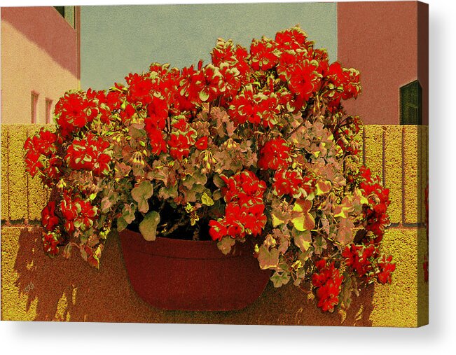 Floral Still Life Acrylic Print featuring the photograph Hanging Pot With Geranium by Ben and Raisa Gertsberg