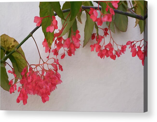 Begonia Acrylic Print featuring the digital art Hanging by Photographic Art by Russel Ray Photos