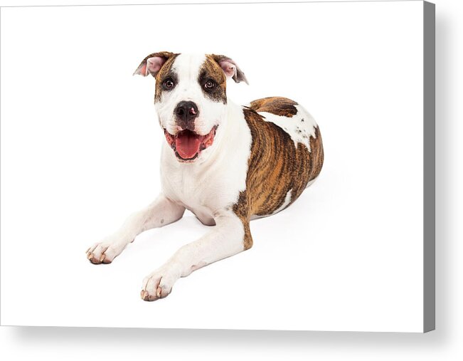 American Staffordshire Terrier Acrylic Print featuring the photograph Happy American Staffordshire Terrier Dog Laying by Good Focused