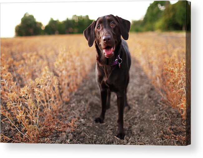 Animal Themes Acrylic Print featuring the photograph Happy Dog In Field by Purple Collar Pet Photography