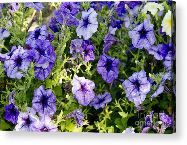 Petunias Acrylic Print featuring the photograph Happy Flowers by Wilma Birdwell