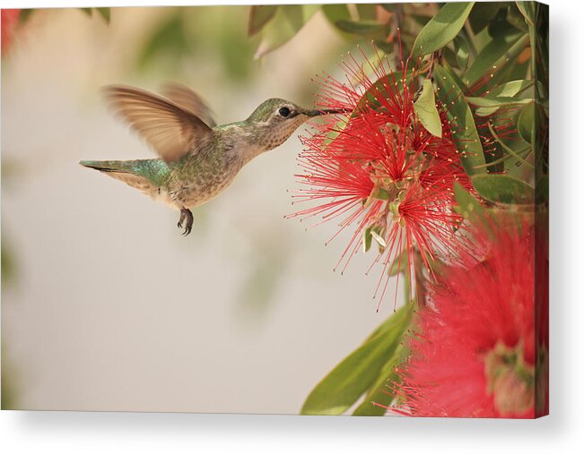 Hummingbird Acrylic Print featuring the photograph Happy Humming by Penny Meyers