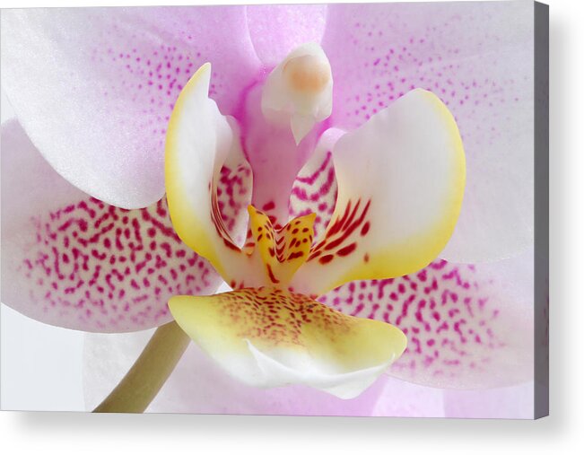 Orchid Acrylic Print featuring the photograph Happy Pink by Juergen Roth