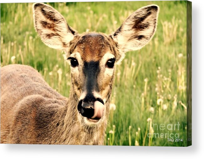 Deer Acrylic Print featuring the photograph Happy by Tami Quigley