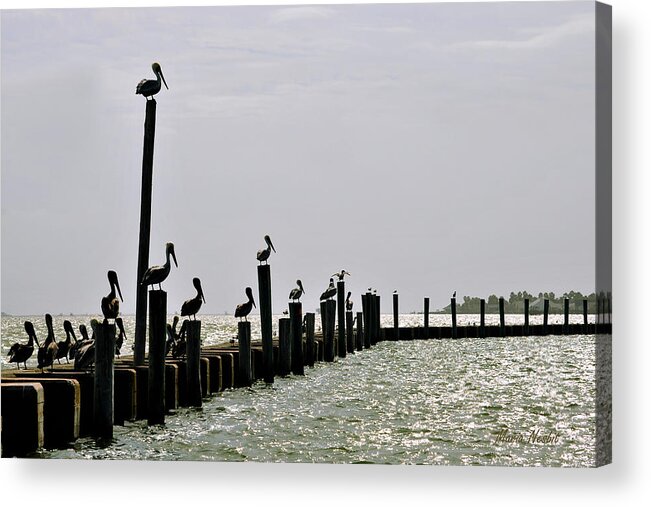Pelicans Acrylic Print featuring the photograph Guardians of the Harbor by Maria Nesbit