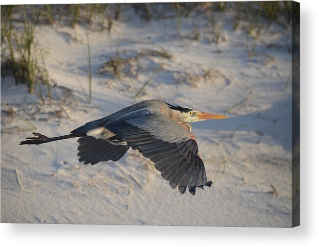 Harry The Heron Acrylic Print featuring the photograph Harry the Heron Low-Level Fly-By on Navarre Beach by Jeff at JSJ Photography