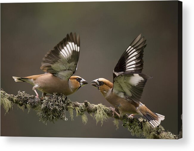 Nis Acrylic Print featuring the photograph Hawfinch Males Fighting Gelderland by Edwin Kats