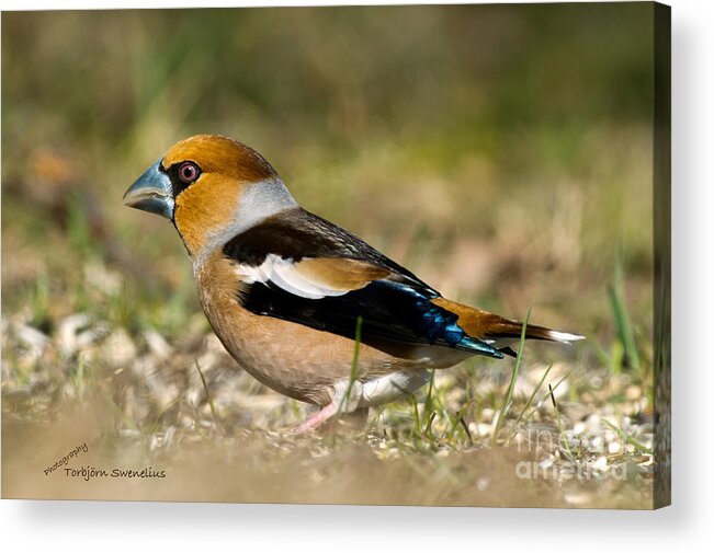 Hawfinch's Back Acrylic Print featuring the photograph Hawfinch's Back by Torbjorn Swenelius