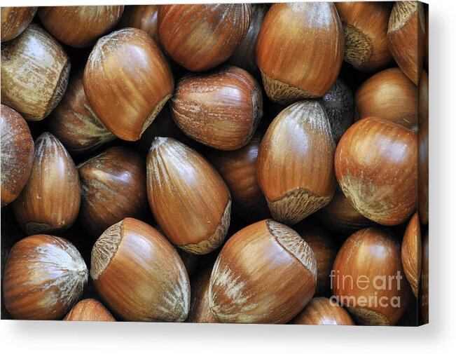 Hazelnut Acrylic Print featuring the photograph Hazelnoot 3 by Arterra Picture Library