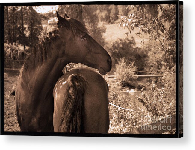 Horse Acrylic Print featuring the photograph Head and Tail by Madeline Ellis