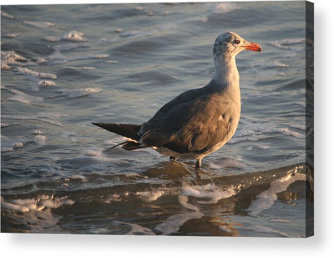 Ring Billed Gull Acrylic Print featuring the photograph Heading into the Late Afternoon Sun by Kathleen Scanlan