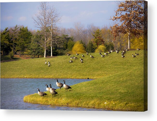 Bird Migration Acrylic Print featuring the photograph Heading South by Julie Palencia