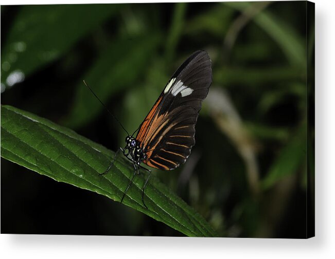 Butterflies Acrylic Print featuring the photograph Heads Up by Donald Brown