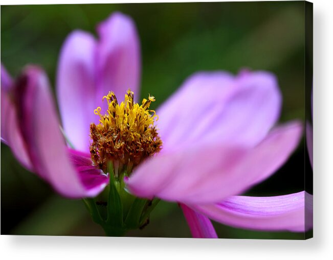 Cosmos Flower Acrylic Print featuring the photograph Heart Of Solitude by Michael Eingle