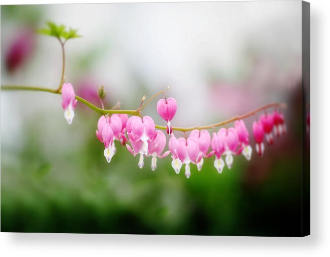 Bleeding Hearts Acrylic Print featuring the photograph Hearts on a Line by Rebecca Cozart