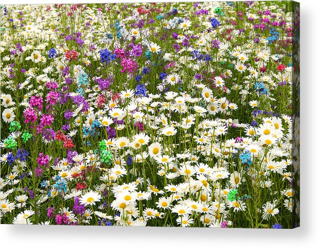 Flower Acrylic Print featuring the photograph Heavenly Flower Bed by Larry Landolfi