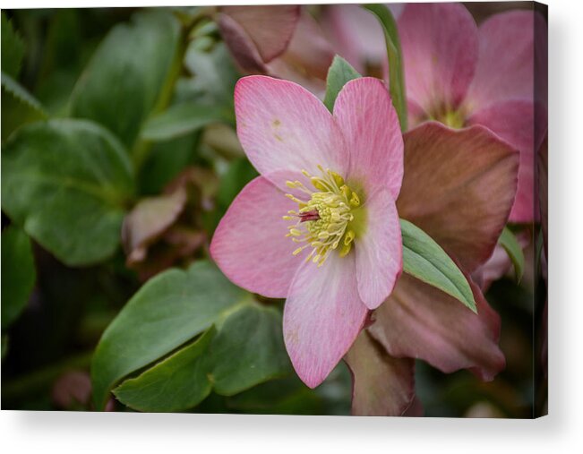 Heleborus Acrylic Print featuring the photograph Heleborus by Jeanne May