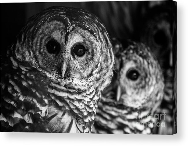 Barred Owl Acrylic Print featuring the photograph Helen Stares by David Rucker