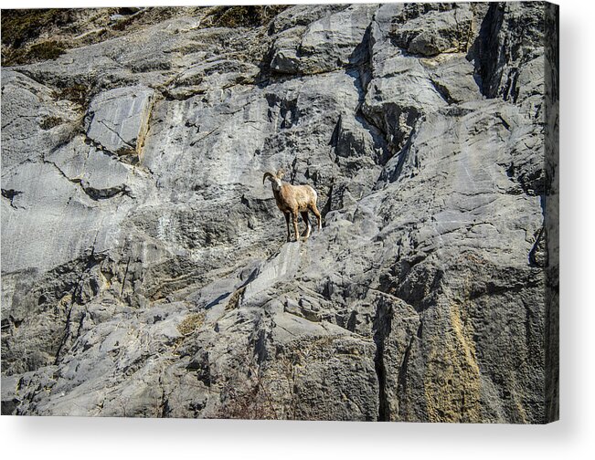 Big Horn Sheep Acrylic Print featuring the photograph Big Horn Sheep Coming Down The Mountain by Roxy Hurtubise