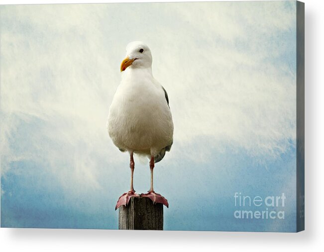 Seagull Acrylic Print featuring the photograph Hello by Sylvia Cook