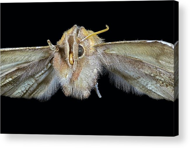 Macro Acrylic Print featuring the photograph Herald Moth by Frank Fox