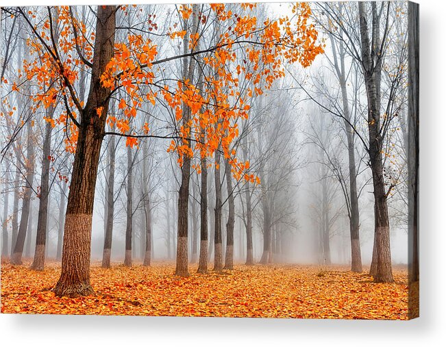 Bulgaria Acrylic Print featuring the photograph Heralds Of Autumn by Evgeni Dinev