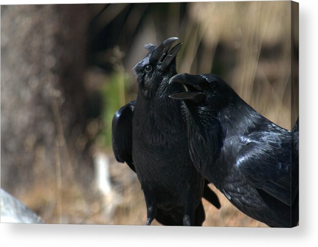 Raven Acrylic Print featuring the photograph Here he is by Frank Madia