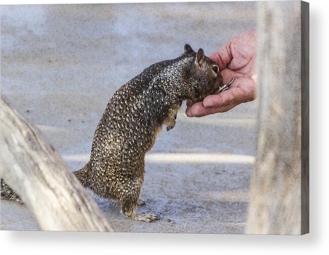 Squirrel Acrylic Print featuring the digital art Here Ya Go by Photographic Art by Russel Ray Photos