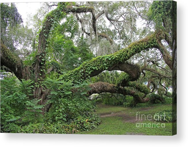 Oak Acrylic Print featuring the photograph Heritage Oak by Dodie Ulery