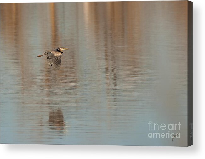 Great Blue Heron Acrylic Print featuring the photograph Heron in Flight by Bon and Jim Fillpot