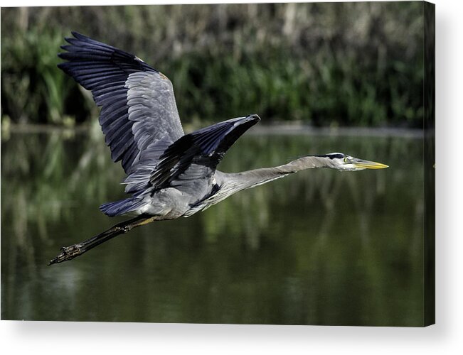 Great Blue Heron Acrylic Print featuring the photograph Heron's Flight by Matt Hammerstein