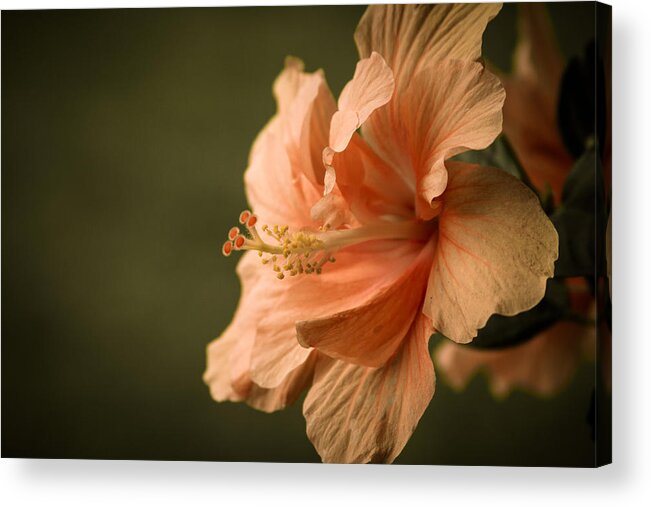 Hibiscus Acrylic Print featuring the photograph Hibiscus by Brian Caldwell