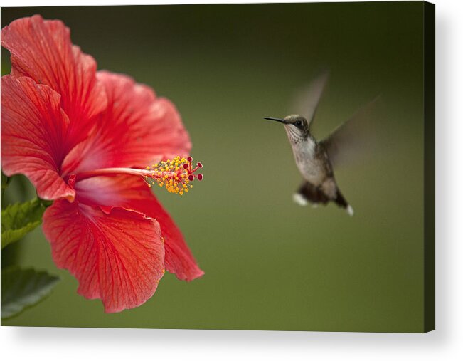 Hummingbird Acrylic Print featuring the photograph Hibiscus Hummingbird by John Crothers