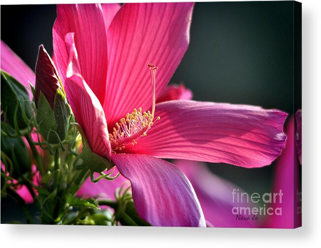 Nature Acrylic Print featuring the photograph Hibiscus Morning Bright by Nava Thompson