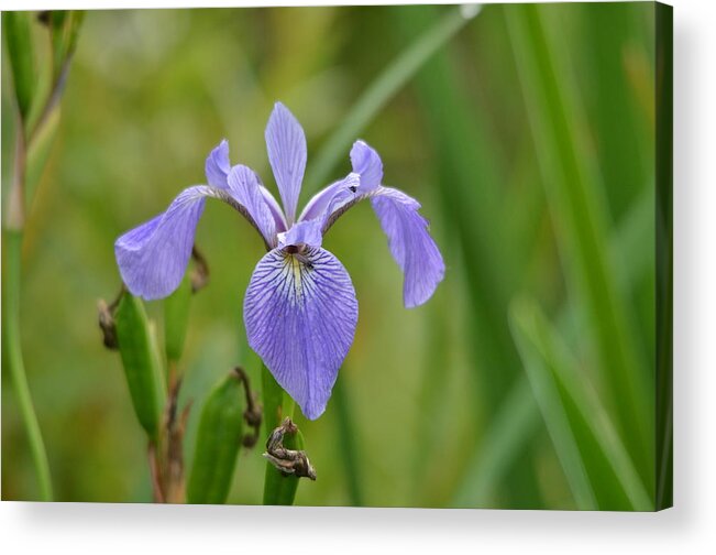 Outdoors Acrylic Print featuring the photograph Hidden Companions by David Porteus