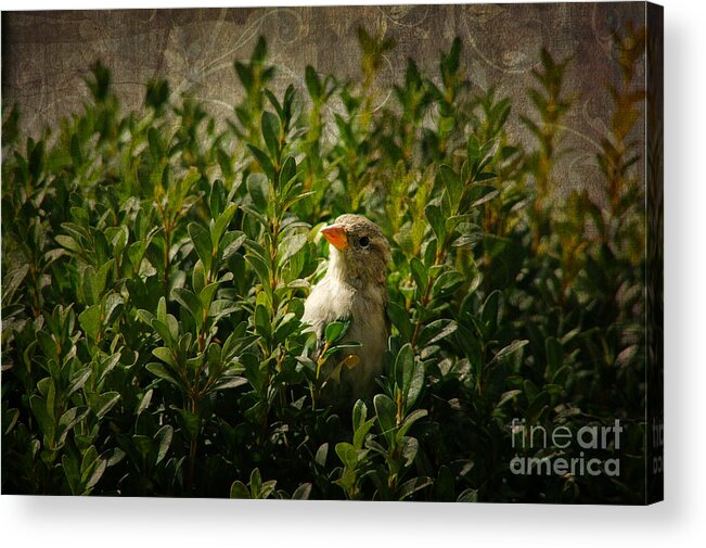 Hide And Seek Acrylic Print featuring the photograph Hide and Seek by Mariola Bitner