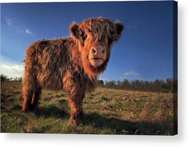 Scenics Acrylic Print featuring the photograph Highland Calf by Paul Baggaley
