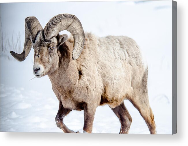 Big Horn Sheep Acrylic Print featuring the photograph Big Horns on this Big Horn Sheep by Roxy Hurtubise