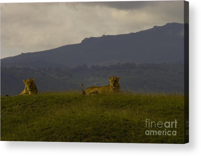 Panthera Leo Acrylic Print featuring the photograph Hillside Lions by J L Woody Wooden