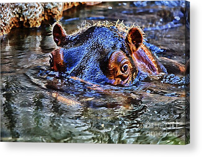 Hippo Acrylic Print featuring the photograph Hippo-Colorful by Douglas Barnard