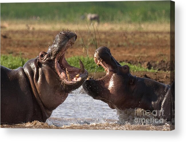 Hippo Acrylic Print featuring the photograph Hippo Threat Display by Chris Scroggins